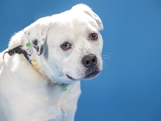 Pet of the week: Henry